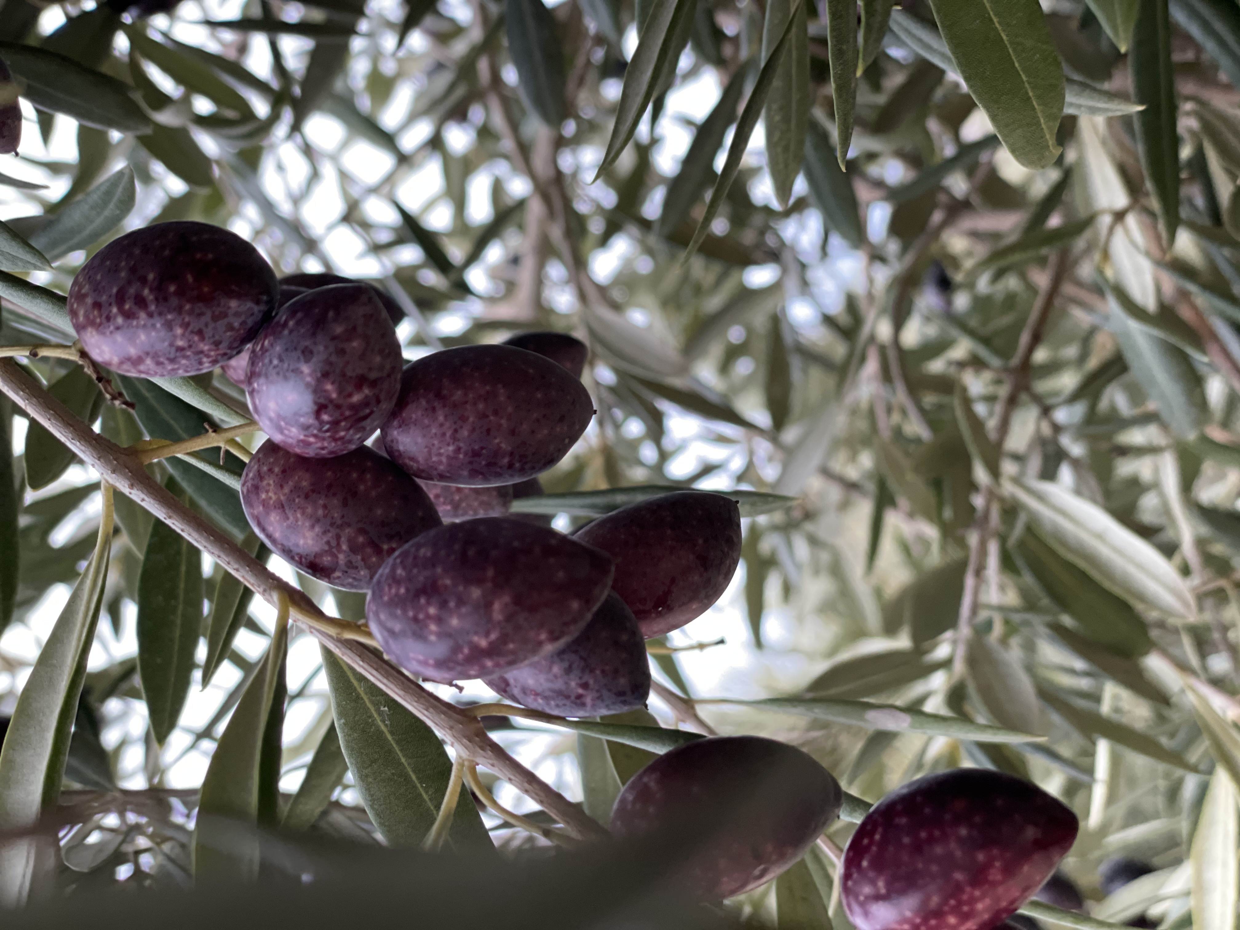 Aceituna de la finca familiar la Joya del Monte, aun en el árbol, justo antes de ser recolectada.