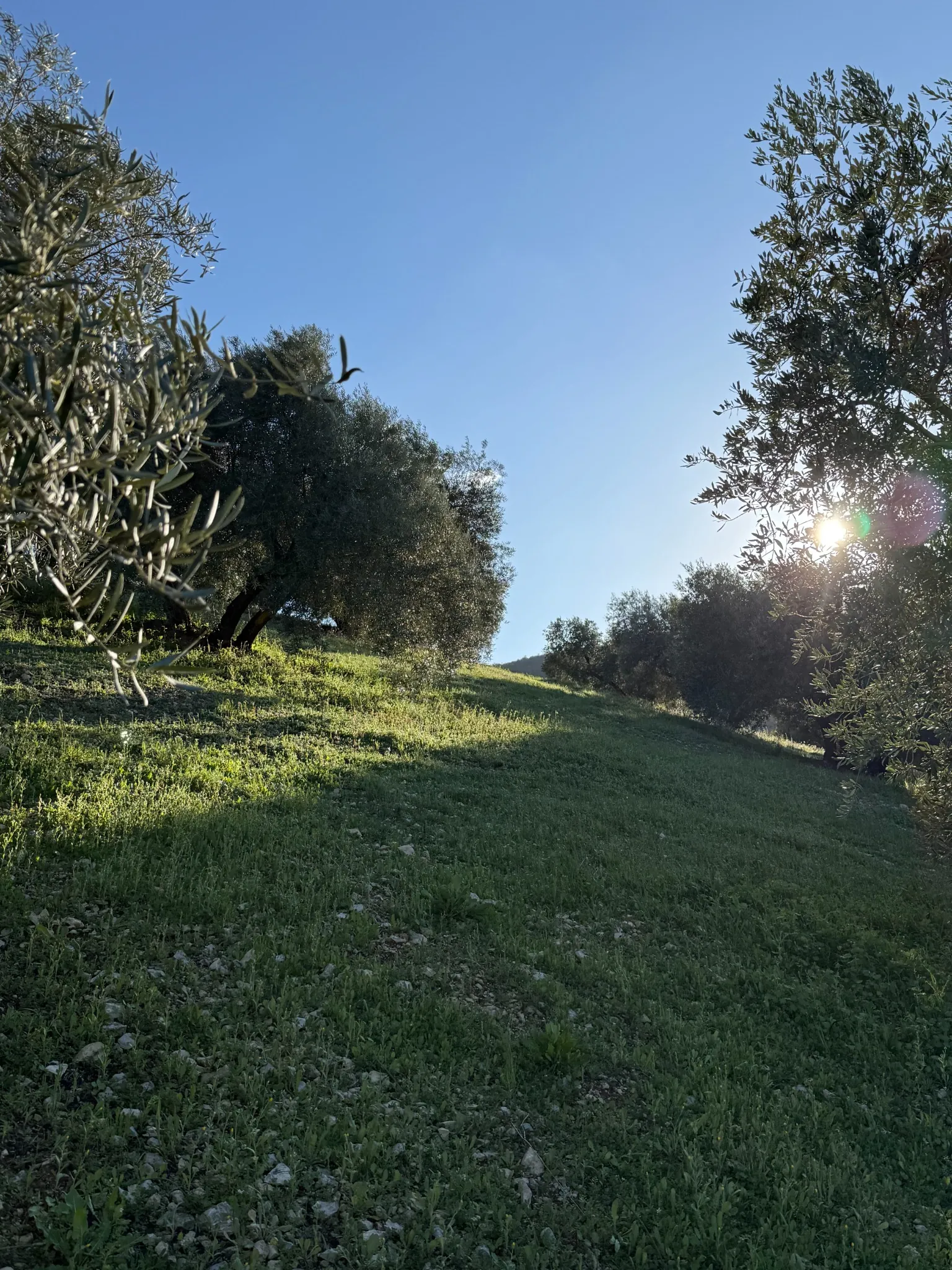 Marqués de Priego AOVE ecológico con Denominación de Origen Priego de Córdoba